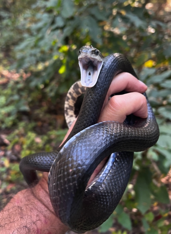 Black Rat Snake